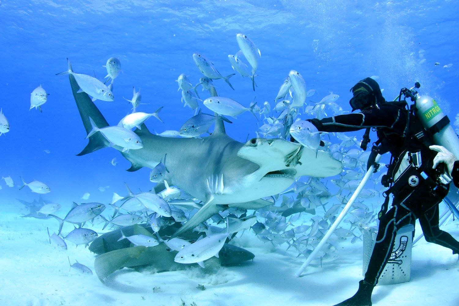 Bimini Trip 2026